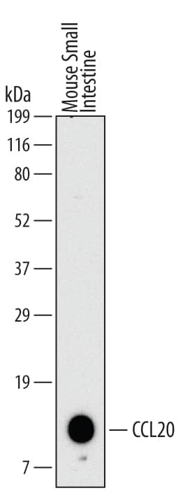 Western blot shows lysates of mouse small intestine. PVDF membrane was probed with 2 µg/mL of Mouse CCL20/MIP-3a Monoclonal Antibody (Catalog # MAB760) followed by HRP-conjugated Anti-Rat IgG Secondary Antibody (Catalog # HAF005). A specific band was detected for CCL20 at approximately 10 kDa (as indicated). This experiment was conducted under reducing conditions and using Immunoblot Buffer Group 1.