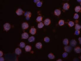 CCL21/6Ckine was detected in immersion fixed human peripheral blood mononuclear cells (PBMCs) using 10 µg/mL Goat Anti-Human CCL21/6Ckine Antigen Affinity-purified Polyclonal Antibody (Catalog # AF366) for 3 hours at room temperature. Cells were stained with the NorthernLights™ 557-conjugated Anti-Goat IgG Secondary Antibody (red; NL001) and counterstained with DAPI (blue). View our protocol for Fluorescent ICC Staining of Non-adherent Cells.