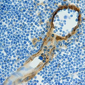 Immunohistochemistry CCL21/6Ckine Antibody [Unconjugated]