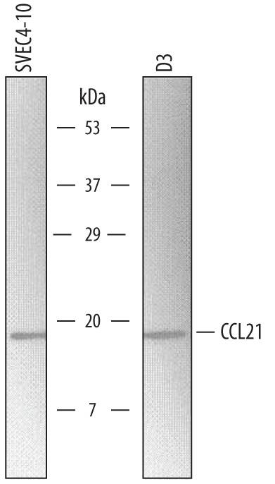 Western blot shows lysates of SVEC4-10 mouse vascular endothelial cell line and D3 mouse embryonic stem cell line. PVDF membrane was probed with 2 µg/mL of Rat Anti-Mouse CCL21/6Ckine Monoclonal Antibody (Catalog # MAB4571) followed by HRP-conjugated Anti-Rat IgG Secondary Antibody (Catalog # HAF005). A specific band was detected for CCL21/6Ckine at approximately 15 kDa (as indicated). This experiment was conducted under reducing conditions and using Immunoblot Buffer Group 8.