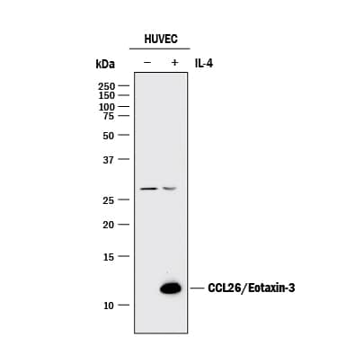 Western Blot CCL26/Eotaxin-3 Antibody [Unconjugated]