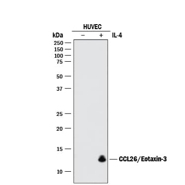 Western Blot CCL26/Eotaxin-3 Antibody (2152H) [Unconjugated]