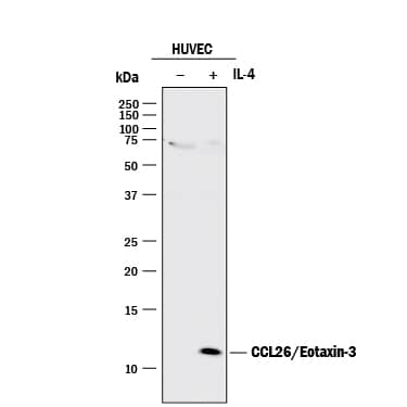 Western Blot CCL26/Eotaxin-3 Antibody (115002) [Unconjugated]
