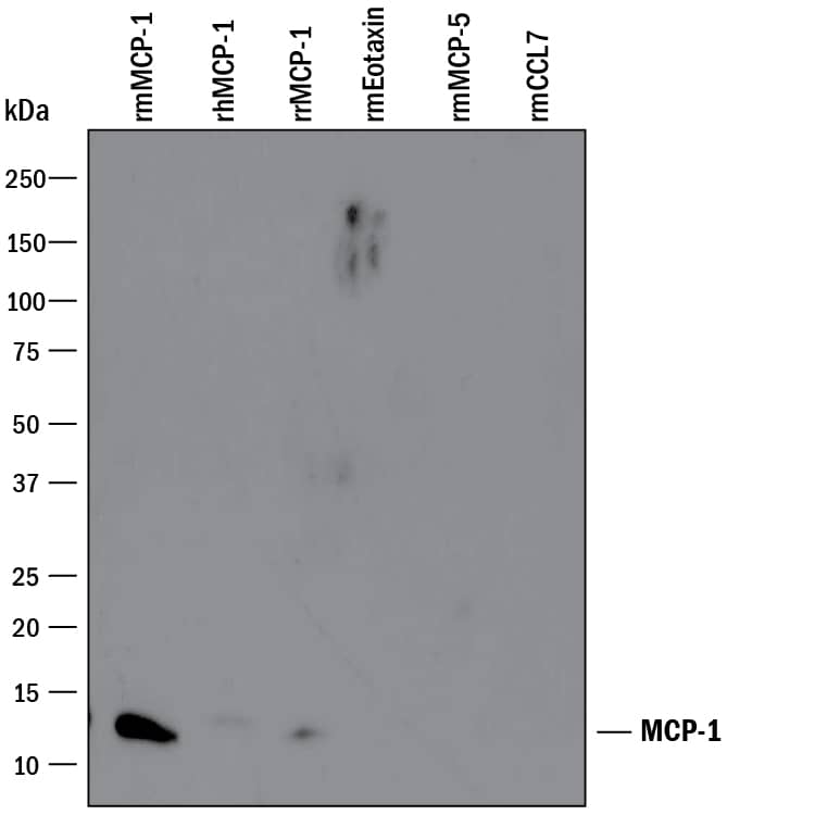 Western blot shows 25 ng of Recombinant Mouse CCL2/JE/MCP-1 (Catalog # 479-JE), Recombinant Human CCL2/JE/MCP-1 (Catalog # 279-MC), Recombinant Rat CCL2/JE/MCP-1 (Catalog # 3144-JE), Recombinant Mouse CCL11/Eotaxin (Catalog # 420-ME), Recombinant Mouse CCL12/MCP-5 (Catalog # 428-P5), and Recombinant Mouse CCL7/MCP-3/MARC (Catalog # 456-MC). PVDF Membrane was probed with 1 µg/mL of Goat Anti-Mouse CCL2/JE/MCP-1 Polyclonal Antibody (Catalog # AB-479-NA) followed by HRP-conjugated Anti-Goat IgG Secondary Antibody (Catalog # HAF109). A specific band was detected for CCL2/JE/MCP-1 at approximately 12 kDa (as indicated). This experiment was conducted under reducing conditions and using Immunoblot Buffer Group 3.