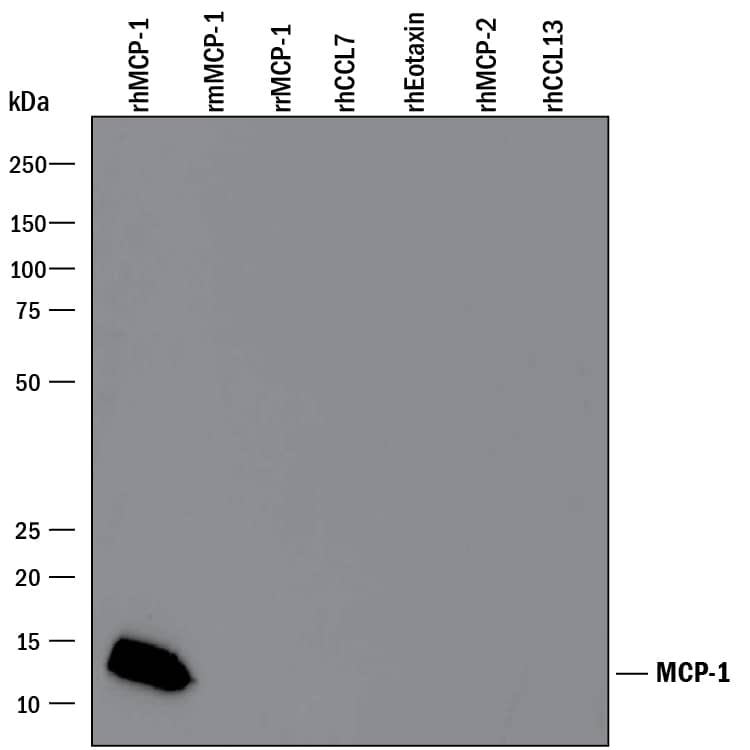Western blot shows 25 ng of Recombinant Human CCL2/JE/MCP-1 (Catalog # 279-MC), Recombinant Mouse CCL2/JE/MCP-1 (Catalog # 479-JE), Recombinant Rat CCL2/JE/MCP-1 (Catalog # 3144-JE), Recombinant Human CCL7/MCP-3/MARC (Catalog # 282-P3), Recombinant Human CCL11/Eotaxin (Catalog # 320-EO), Recombinant Human CCL8/MCP-2 (Catalog # 281-CP), and Recombinant Human CCL13/MCP-4 (Catalog # 327-P4). PVDF Membrane was probed with 0.1 µg/mL of Goat Anti-Human CCL2/JE/MCP-1 Antigen Affinity-purified Polyclonal Antibody (Catalog # AF-279-NA) followed by HRP-conjugated Anti-Goat IgG Secondary Antibody (Catalog # HAF109). A specific band was detected for CCL2/JE/MCP-1 at approximately 12 kDa (as indicated). This experiment was conducted under reducing conditions and using Immunoblot Buffer Group 3.