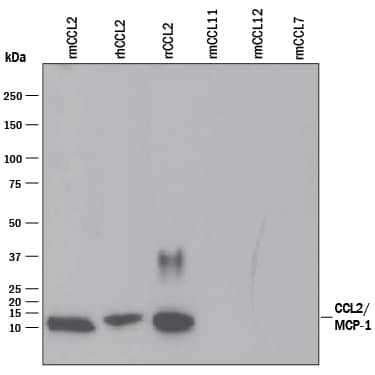 Western blot shows 25 ng of Recombinant Mouse CCL2/JE/MCP-1 (479-JE), Recombinant Human CCL2/JE/MCP-1 (Catalog # 279-MC), Recombinant Rat CCL2/JE/MCP 3144-JE), Recombinant Mouse CCL11/Eotaxin (Catalog # 420-ME), Recombinant Mouse CCL12/MCP-5 (Catalog # 428-P5), and Recombinant Mouse CCL7/MCP-3/MARC (456-MC). PVDF Membrane was probed with 0.1 µg/mL of Goat Anti-Mouse CCL2/JE/MCP-1 Antigen Affinity-purified Polyclonal Antibody (Catalog # AF-479-NA) followed by HRP-conjugated Anti-Goat IgG Secondary Antibody (HAF109). A specific band was detected for CCL2/JE/ MCP-1 at approximately 10 kDa (as indicated). This experiment was conducted under reducing conditions and using Immunoblot Buffer Group 3.