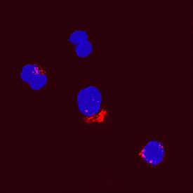 CCL2/JE/MCP-1 was detected in immersion fixed canine peripheral blood mononuclear cells (PBMCs) using Goat Anti-Canine CCL2/JE/MCP-1 Biotinylated Antigen Affinity-purified Polyclonal Antibody (Catalog # BAF1774) at 15 µg/mL for 3 hours at room temperature. Cells were stained using the NorthernLights™ 557-conjugated Streptavidin (red; Catalog # NL999) and counterstained with DAPI (blue). Specific staining was localized to cytoplasmic. View our protocol for Fluorescent ICC Staining of Non-adherent Cells.