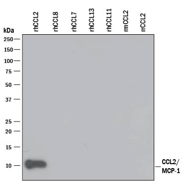 Western blot shows 25 ng of Recombinant Human CCL2/JE/MCP-1 (Catalog # 279-MC), Recombinant Human CCL8/ MCP-2 (Catalog # 281-CP), Recombinant Human CCL7/MCP-3/MARC (Catalog # 282-P3), Recombinant Human CCL13/ MCP-4 (Catalog # 327-P4), Recombinant Human CCL11/Eotaxin (Catalog # 320-EO), Recombinant Mouse CCL2/JE/MCP-1 (Catalog # 479-JE), and Recombinant Rat CCL2/JE/MCP-1 (Catalog # 3144-JE). PVDF Membrane was probed with 1 µg/mL of Mouse Anti-Human CCL2/JE/MCP-1 Monoclonal Antibody (Catalog # MAB279) followed by HRP-conjugated Anti-Mouse IgG Secondary Antibody (Catalog # HAF018). A specific band was detected for CCL2/JE/ MCP-1 at approximately 11 kDa (as indicated). This experiment was conducted under reducing conditions and using Immunoblot Buffer Group 3.