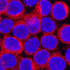 CCL3/MIP-1a was detected in immersion fixed RAW 264.7 mouse monocyte/macrophage cell line using Goat Anti-Mouse CCL3/MIP-1a Antigen Affinity-purified Polyclonal Antibody (Catalog # AF-450-NA) at 5 µg/mL for 3 hours at room temperature. Cells were stained using the NorthernLights™ 557-conjugated Anti-Goat IgG Secondary Antibody (red; Catalog # NL001) and counterstained with DAPI (blue). Specific staining was localized to cytoplasm. View our protocol for Fluorescent ICC Staining of Cells on Coverslips.