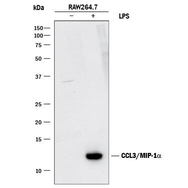 Western blot shows lysates of RAW 264.7 mouse monocyte/macrophage cell line untreated (-) or treated (+) with 10 µg/mL LPS for 4 hours. PVDF membrane was probed with 1 µg/mL of Goat Anti-Mouse CCL3/MIP-1a Antigen Affinity-purified Polyclonal Antibody (Catalog # AF-450-NA) followed by HRP-conjugated Anti-Goat IgG Secondary Antibody (Catalog # HAF017). A specific band was detected for CCL3/MIP-1a at approximately 12 kDa (as indicated). This experiment was conducted under reducing conditions and using Immunoblot Buffer Group 1.