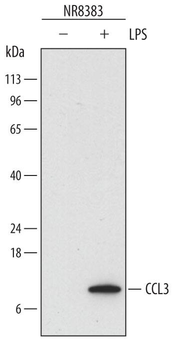 Western blot shows lysates of NR8383 rat alveolar macrophage cell line untreated (-) or treated (+) with 10 µg/mL LPS for 4 hours. PVDF membrane was probed with 1 µg/mL of Sheep Anti-Rat CCL3/MIP-1a Antigen Affinity-purified Polyclonal Antibody (Catalog # AF6625) followed by HRP-conjugated Anti-Sheep IgG Secondary Antibody (Catalog # HAF016). A specific band was detected for CCL3/MIP-1a at approximately 8 kDa (as indicated). This experiment was conducted under reducing conditions and using Immunoblot Buffer Group 1.