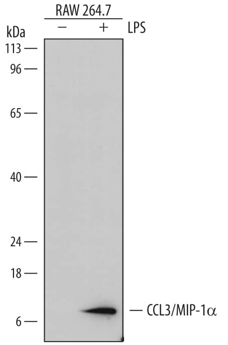 Western blot shows lysates of RAW 264.7 mouse monocyte/macrophage cell line untreated (-) or treated (+) with 10 µg/mL LPS for 4 hours. PVDF membrane was probed with 1 µg/mL of Rat Anti-Mouse CCL3/MIP-1a Monoclonal Antibody (Catalog # MAB4501) followed by HRP-conjugated Anti-Rat IgG Secondary Antibody (Catalog # HAF005). A specific band was detected for CCL3/MIP-1a at approximately 8 kDa (as indicated). This experiment was conducted under reducing conditions and using Immunoblot Buffer Group 1.
