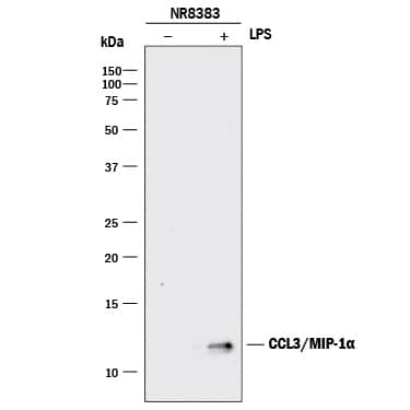 Western blot shows lysates of NR8383 rat alveolar macrophage cell line untreated (-) or treated (+) with 10 µg/mL LPS for 4 hours. PVDF membrane was probed with 2 µg/mL of Mouse Anti-Rat CCL3/MIP-1a Monoclonal Antibody (Catalog # MAB66252) followed by HRP-conjugated Anti-Mouse IgG Secondary Antibody (Catalog # HAF018). A specific band was detected for CCL3/MIP-1a at approximately 12 kDa (as indicated). This experiment was conducted under reducing conditions and using Immunoblot Buffer Group 1.