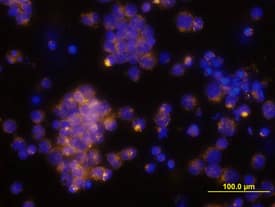 Immunocytochemistry CCL4/MIP-1 beta Antibody [Unconjugated]