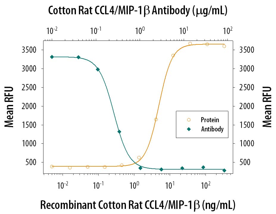 Recombinant Cotton Rat CCL4/MIP-1 beta  (Catalog # 1024-MB) chemo-attracts the BaF3 mouse pro-B cell line transfected with mouse CCR5 in a dose-dependent manner (orange line). The amount of cells that migrated through to the lower chemotaxis chamber was measured by Resazurin (Catalog # AR002). Chemotaxis elicited by Recombinant Cotton Rat CCL4/MIP-1 beta  (10 ng/mL) is neutralized (green line) by increasing concentrations of Goat Anti-Cotton Rat CCL4/ MIP-1 beta  Antigen Affinity-purified Polyclonal Antibody (Catalog # AF1024). The ND50 is typically 0.15-0.6 µg/mL.