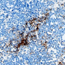 Immunohistochemistry CCL4/MIP-1 beta Antibody [Unconjugated]