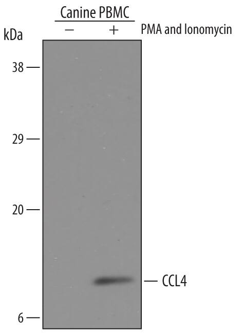 Western blot shows lysates of canine peripheral blood mononuclear cells (PBMC) untreated (-) or treated (+) with 5 µg/mL PMA and 500 ng/mL Ionomycin overnight. PVDF Membrane was probed with 1 µg/mL of Canine CCL4/MIP-1 beta  Antigen Affinity-purified Polyclonal Antibody (Catalog # AF5839) followed by HRP-conjugated Anti-Sheep IgG Secondary Antibody (Catalog # HAF016). A specific band was detected for CCL4/MIP-1 beta  at approximately 12 kDa (as indicated). This experiment was conducted under reducing conditions and using Immunoblot Buffer Group 8.