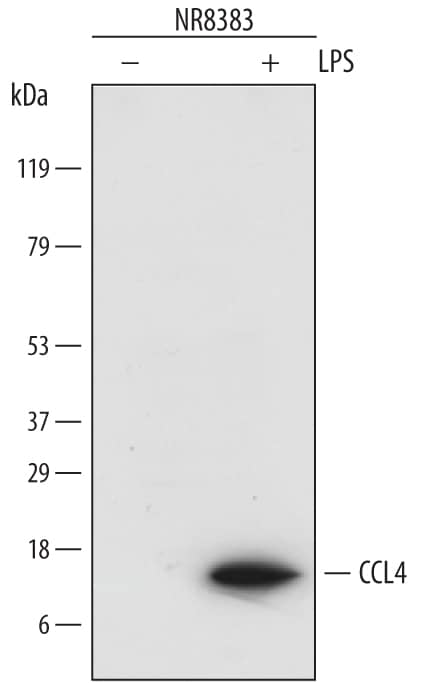Western blot shows lysates of NR8383 rat alveolar macrophage cell line untreated (-) or treated (+) with 10 µg/mL LPS for 4 hours. PVDF membrane was probed with 1 µg/mL of Sheep Anti-Rat CCL4/MIP-1 beta  Antigen Affinity-purified Polyclonal Antibody (Catalog # AF6935) followed by HRP-conjugated Anti-Sheep IgG Secondary Antibody (Catalog # HAF016). A specific band was detected for CCL4/MIP-1 beta  at approximately 12 kDa (as indicated). This experiment was conducted under reducing conditions and using Immunoblot Buffer Group 1.