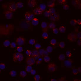 CCL4/MIP‑1 beta  was detected in immersion fixed human peripheral blood mononuclear cells (PBMCs) using Human CCL4/MIP‑1 beta  Biotinylated Antigen Affinity-purified Polyclonal Antibody (Catalog # BAF271) at 10 &micro;g/mL for 3 hours at room temperature. Cells were stained using the NorthernLights&trade; 557-conjugated Streptavidin (red; Catalog # NL999) and counterstained with DAPI (blue). View our protocol for Fluorescent ICC Staining of Non-adherent Cells.