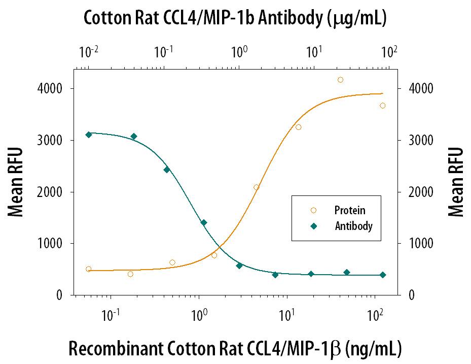 Recombinant Cotton Rat CCL4/ MIP-1 beta  (Catalog # 1024-MB) chemoattracts the BaF3 mouse pro-B cell line transfected with mouse CCR5 in a dose-dependent manner (orange line). The amount of cells that migrated through to the lower chemotaxis chamber was measured by Resazurin (Catalog # AR002). Chemotaxis elicited by Recombinant Cotton Rat CCL4/MIP-1 beta  (10 ng/mL) is neutralized (green line) by increasing concentrations of Mouse Anti-Cotton Rat CCL4/MIP-1 beta  Monoclonal Antibody (Catalog # MAB1024). The ND50 is typically 0.4-1.6 µg/mL.