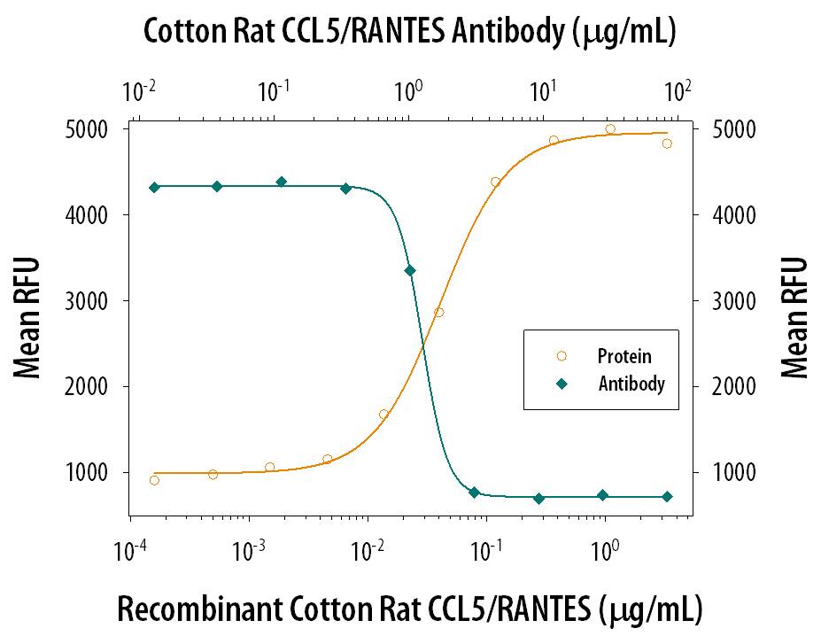 Recombinant Cotton Rat CCL5/RANTES (Catalog # 1010-CR) chemoattracts the BaF3 mouse pro-B cell line transfected with mouse CCR5 in a dose-dependent manner (orange line). The amount of cells that migrated through to the lower chemotaxis chamber was measured by Resazurin (Catalog # AR002). Chemotaxis elicited by Recombinant Cotton Rat CCL5/RANTES (0.2 µg/mL) is neutralized (green line) by increasing concentrations of Goat Anti-Cotton Rat CCL5/RANTES Antigen Affinity-purified Polyclonal Antibody (Catalog # AF1010). The ND50 is typically 1-4 µg/mL.