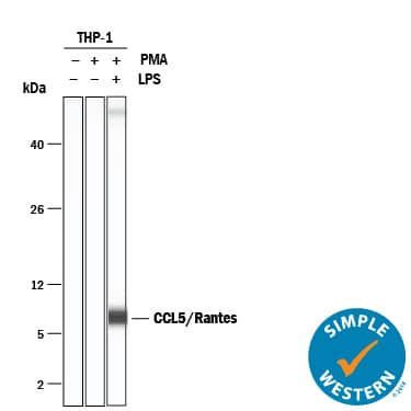 Simple Western CCL5/RANTES Antibody [Unconjugated]