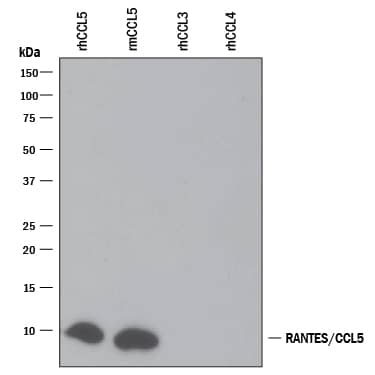 Western Blot CCL5/RANTES Antibody [Unconjugated]