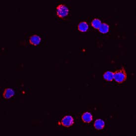 Immunocytochemistry CCL5/RANTES Antibody [Unconjugated]