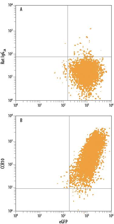 L1.2 mouse pro-B cell line transfected with human CCR10 and eGFP was stained with either (A) Rat IgG2AAllophycocyanin Isotype Control (Catalog # IC006A) or (B) Rat Anti-Human CCR10 APC-conjugated Monoclonal Antibody (Catalog # FAB3478A). View our protocol for Staining Membrane-associated Proteins.