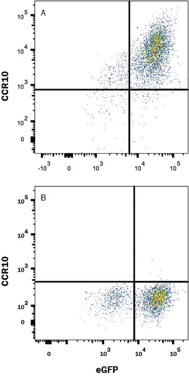 HEK293 human embryonic kidney cell line transfected with either (A) mouse CCR10 or (B) irrelevant transfectants and eGFP was stained with Rat Anti-Mouse CCR10 Monoclonal Antibody (Catalog # MAB2815R) or Rat IgG2A Isotype Control (Catalog # MAB006, data not shown) followed by Allophycocyanin-conjugated Anti-Rat IgG Secondary Antibody (Catalog # F0113). View our protocol for Staining Membrane-associated Proteins.
