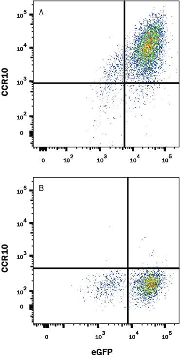 HEK293 human embryonic kidney cell line transfected with (A) mouse CCR10 or (B) irrelevant transfectant and eGFP was stained with Rat Anti-Mouse CCR10 Monoclonal Antibody (Catalog # MAB2815) or Rat IgG2AIsotype Control (Catalog # MAB006, data not shown) followed by Allophycocyanin-conjugated Anti-Rat IgG Secondary Antibody (F0113). View our protocol for Staining Membrane-associated Proteins.