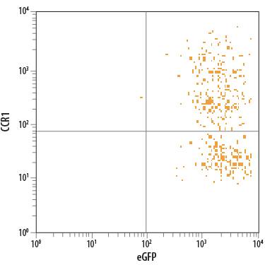 L1.2 mouse pro-B cell line transfected with mouse CCR1 and eGFP was stained with Rat Anti-Mouse CCR1 APC-conjugated Monoclonal Antibody (Catalog # FAB5986A). Quadrant markers were set based on control antibody staining (Catalog # IC013A). View our protocol for Staining Membrane-associated Proteins.