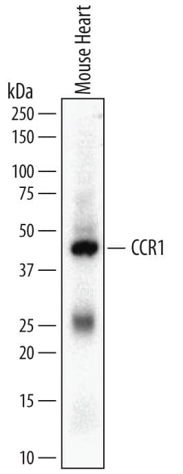 Western blot shows lysates of mouse heart tissue. PVDF membrane was probed with 2 µg/mL of Rat Anti-Mouse CCR1 Monoclonal Antibody (Catalog # MAB5986) followed by HRP-conjugated Anti-Rat IgG Secondary Antibody (Catalog # HAF005). A specific band was detected for CCR1 at approximately 43 kDa (as indicated). This experiment was conducted under reducing conditions and using Immunoblot Buffer Group 1.