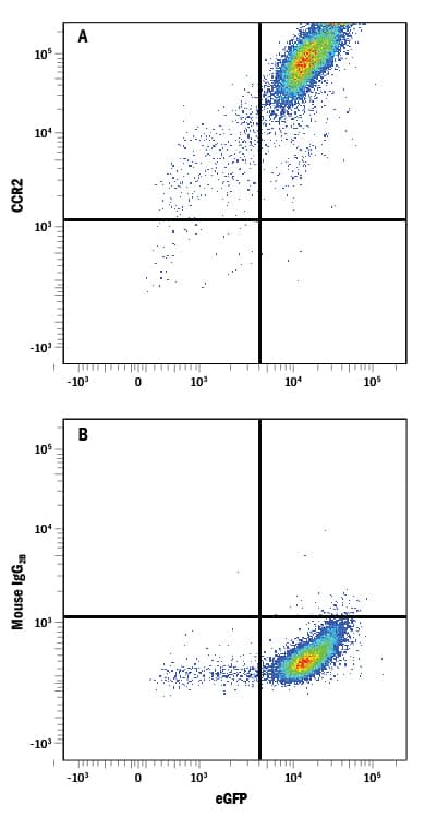 HEK293 human embryonic kidney cell line transfected with rat CCR2 and eGFP was stained with either (A) Mouse Anti-Rat CCR2 APC-conjugated Monoclonal Antibody (Catalog # FAB8368A) or (B) Mouse IgG2BAllophycocyanin Isotype Control (Catalog # IC0041A). View our protocol for Staining Membrane-associated Proteins.