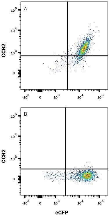 HEK293 human embryonic kidney cell line transfected with either (A) rat CCR2 or (B) irrelevant transfectants and eGFP was stained with 0.5 µg Mouse Anti-Rat CCR2 Alexa Fluor® 700-conjugated Monoclonal Antibody (Catalog # FAB8368N). Quadrant markers were set based on control antibody staining (Catalog # IC0041N). View our protocol for Staining Membrane-associated Proteins.