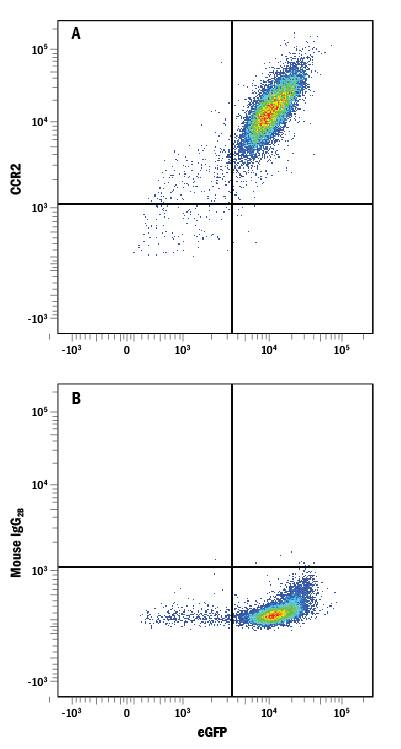 HEK293 human embryonic kidney cell line transfected with rat CCR2 and eGFP was stained with either (A) Mouse Anti-Rat CCR2 PE-conjugated Monoclonal Antibody (Catalog # FAB8368P) or (B) Mouse IgG2BPhycoerythrin Isotype Control (Catalog # IC0041P). View our protocol for Staining Membrane-associated Proteins.