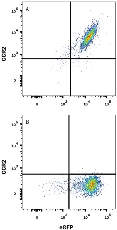 HEK293 human embryonic kidney cell line transfected with either (A) rat CCR2 or (B) irrelevant transfectants and eGFP was stained with 0.2 µg Mouse Anti-Rat CCR2 Alexa Fluor® 647-conjugated Monoclonal Antibody (Catalog # FAB8368R). Quadrant markers were set based on control antibody staining (Catalog # IC0041R). View our protocol for Staining Membrane-associated Proteins.