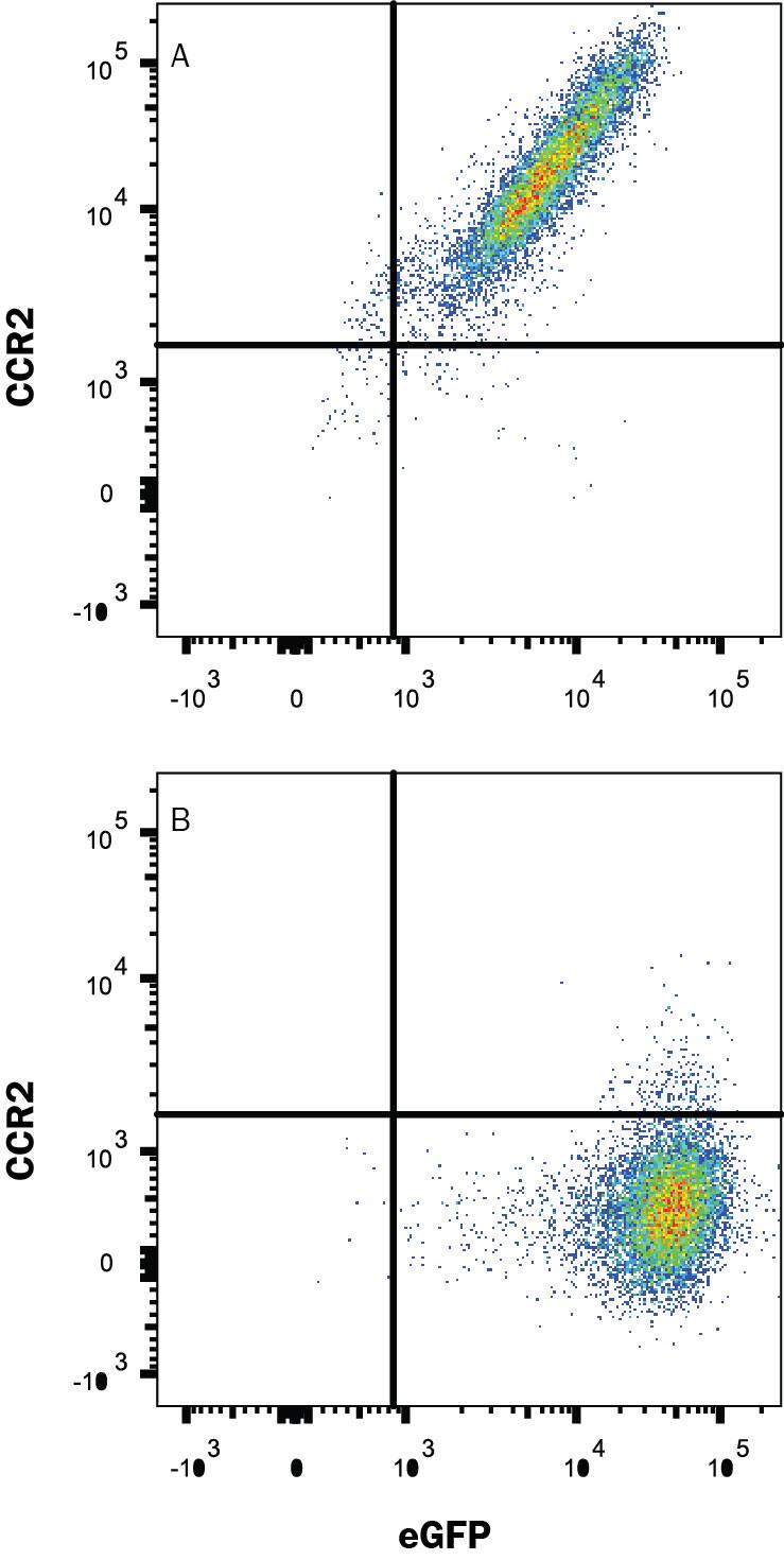 NS0 mouse myeloma cell line transfected with either (A) mouse CCR2 or (B) irrelevant transfectants and eGFP was stained with Rat Anti-Mouse/Rat CCR2 Monoclonal Antibody (Catalog # MAB55381R) followed by APC-conjugated Anti-Rat IgG Secondary Antibody (Catalog # F0113). Quadrant markers were set based on isotype control (Rat IgG2B,Catalog # MAB0061; data not shown). View our protocol for Staining Membrane-associated Proteins.