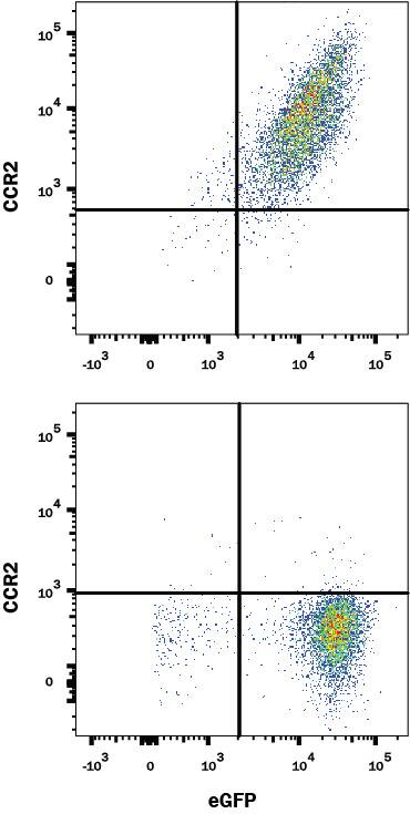 NS0 mouse myeloma cell line transfected with either (A) mouse CCR2 or (B) irrelevant transfectants and eGFP was stained with Rat Anti-Mouse/Rat CCR2 Monoclonal Antibody (Catalog # MAB55381) followed by Phycoerythrin-conjugated Anti-Rat IgG Secondary Antibody (Catalog # F0105B). Quadrant markers were set based on isotype control (Rat IgG2B,Catalog # MAB0061; data not shown). View our protocol for Staining Membrane-associated Proteins.