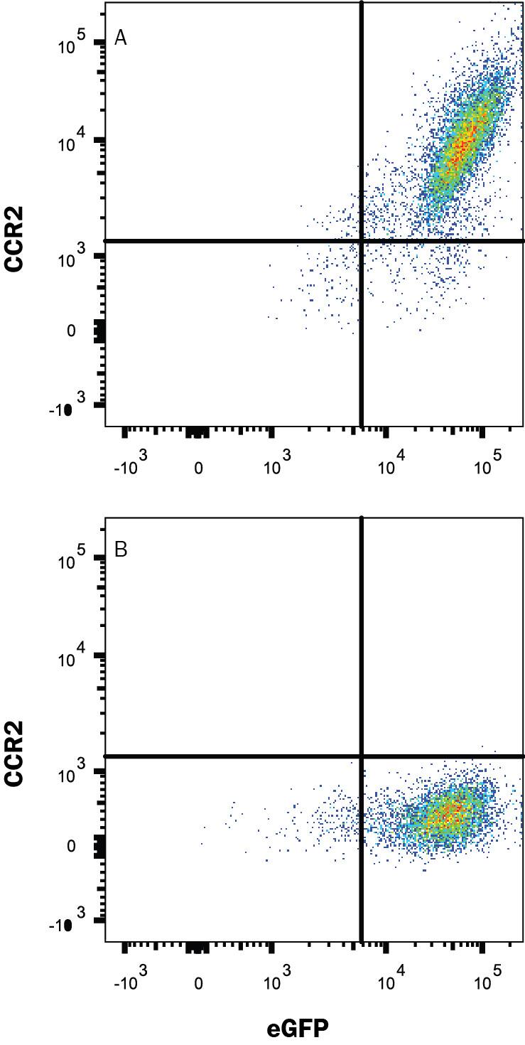 HEK293 human embryonic kidney cell line transfected with either (A) rat CCR2 or (B) irrelevant protein and eGFP was stained with Mouse Anti-Rat CCR2 Monoclonal Antibody (Catalog # MAB8368R) followed by APC-conjugated Goat anti-Mouse IgG Secondary Antibody (Catalog # F0101B). Quadrant markers were set based on Mouse IgG2b isotype control antibody staining (Catalog # MAB0041, data not shown). View our protocol for Staining Membrane-associated Proteins.