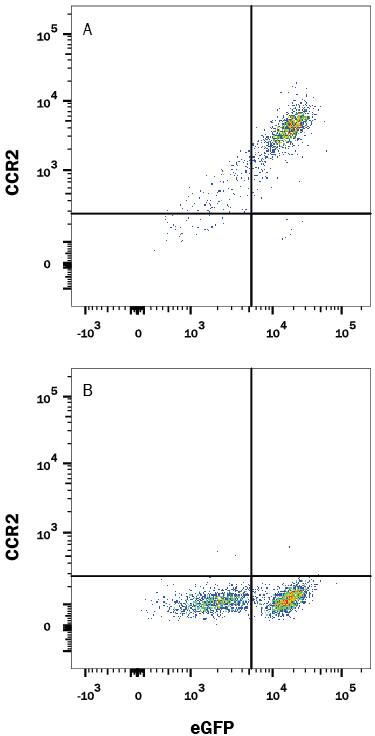 HEK293 human embryonic kidney cell line transfected with rat CCR2 and eGFP were stained with Mouse Anti-Rat CCR2 Monoclonal Antibody (Catalog # MAB8368) followed by Allophycocyanin-conjugated Anti-Mouse IgG Secondary Antibody (Catalog # F0101B). Quadrant markers were set based on control antibody staining (Catalog # MAB0041). View our protocol for Staining Membrane-associated Proteins.