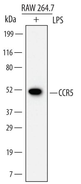 Western blot shows lysates of RAW 264.7 mouse monocyte/macrophage cell line treated (+) with 100 µg/mL LPS for 4 hours. PVDF Membrane was probed with 2 µg/mL of Rat Anti-Mouse CCR5 Monoclonal Antibody (Catalog # MAB6138) followed by HRP-conjugated Anti-Rat IgG Secondary Antibody (Catalog # HAF005). A specific band was detected for CCR5 at approximately 50 kDa (as indicated). This experiment was conducted under non-reducing conditions and using Immunoblot Buffer Group 1.