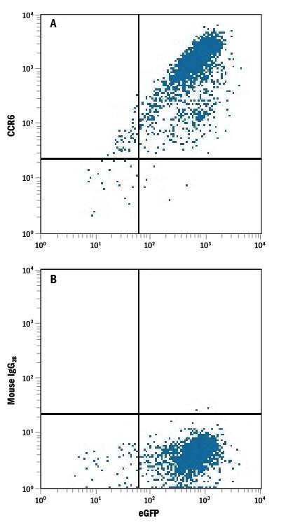 HEK293 human embryonic kidney cell line transfected with rat CCR6 and eGFP was stained with Mouse Anti-Rat CCR6 Monoclonal Antibody (Catalog # MAB8320) followed by Allophycocyanin-conjugated Anti-Mouse IgG Secondary Antibody (Catalog # F0101B). Quadrant markers were set based on control antibody staining (Catalog # MAB0041).