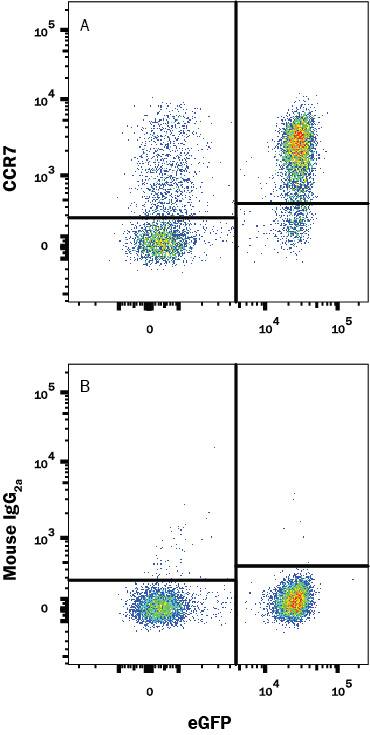 Human peripheral blood mononuclear cells (PBMCs) were stained with PE-conjugated Mouse anti-Human CD4 Monoclonal Antibody (Catalog # FAB3791P) and either (A) Mouse anti-Human CCR7 Biotinylated Monoclonal Antibody (Catalog # FAB197B) or (B) Mouse IgG2A isotype control antibody (Catalog # IC003B) followed by APC-conjugated Streptavidin (Catalog # F0040). View our protocol for Staining Membrane-associated Proteins.