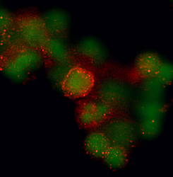 CCR7 was detected in immersion fixed human peripheral blood mononuclear cells (PBMCs) using 25 µg/mL Mouse Anti-Human CCR7 Monoclonal Antibody (Catalog # MAB197) for 3 hours at room temperature. Cells were stained (red) and counterstained (green). View our protocol for Fluorescent ICC Staining of Non-adherent Cells.