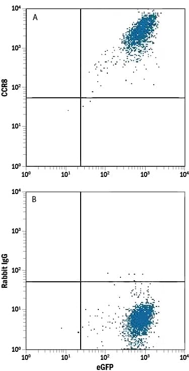 HEK293 human embryonic kidney cell line transfected with mouse CCR8 and eGFP was stained with either (A) Rabbit Anti-Mouse CCR8 Monoclonal Antibody (Catalog # MAB8324) or (B) Normal Rabbit IgG Control (Catalog # AB-105-C) followed by Allophycocyanin-conjugated Anti-Rabbit IgG Secondary Antibody (Catalog # F0111).