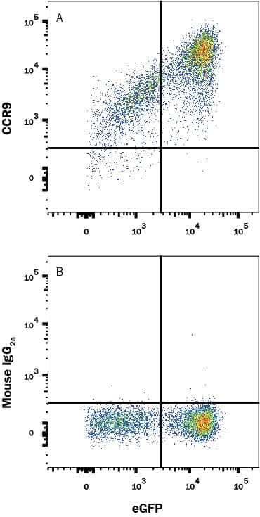 HEK293 human embryonic kidney cell line transfected with human CCR9 and eGFP was stained with (A) Mouse Anti-Human CCR9 Monoclonal Antibody (Catalog # MAB1791R) or (B) Mouse IgG2Aisotype control antibody (Catalog # MAB003) followed by Allophycocyanin-conjugated Anti-Mouse IgG Secondary Antibody (Catalog # F0101B). View our protocol for Staining Membrane-associated Proteins.