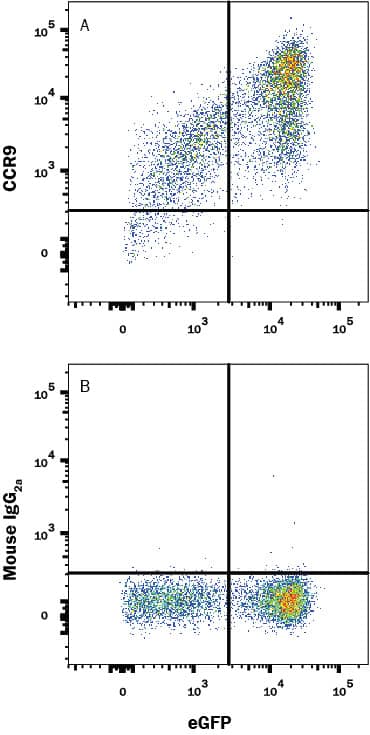 HEK293 human embryonic kidney cell line transfected with human CCR9 and eGFP was stained with (A) Mouse Anti-Human CCR9 Monoclonal Antibody (Catalog # MAB1791) or (B) Mouse IgG2A isotype control antibody (Catalog # MAB003) followed by Allophycocyanin-conjugated Anti-Mouse IgG Secondary Antibody (Catalog # F0101B). View our protocol for Staining Membrane-associated Proteins.