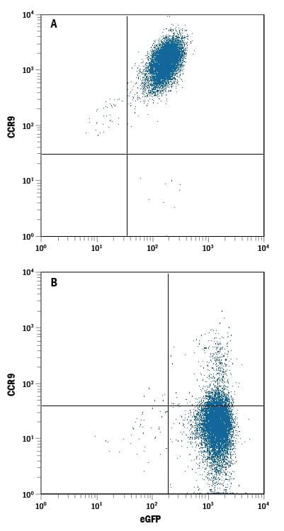 HEK293 human embryonic kidney cell line transfected with (A) rat CCR9 or (B) irrelevant transfectants and eGFP was stained with Mouse Anti-Rat CCR9 Monoclonal Antibody (Catalog # MAB8287) followed by Allophycocyanin-conjugated Anti-Mouse IgG Secondary Antibody (Catalog # F0101B). Quadrant markers were set based on control antibody staining (Catalog # MAB0041).