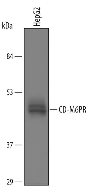 Western Blot CD-M6PR Antibody